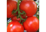 Берберана F1 - томат индетерминантный 500 семян, Enza Zaden Голландия фото, цена